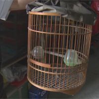 男子飼養「二級保育野生鳥類」 被判拘役15天