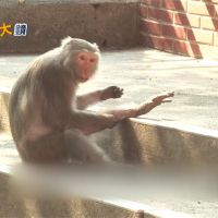 柴山獼猴攻擊搶食　尋求人猴和平共處之道
