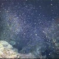 海底下雪啦！　墾丁珊瑚產卵大爆發