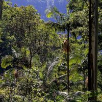 印尼走出霧霾伐林 保護雨林值得各國借鑑