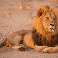 印度新冠疫情大爆發 動物園獅子竟也中標