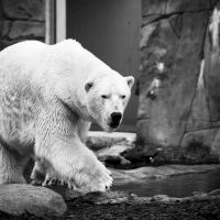 北極熊的悲慘世界 不是失去棲地 而是被殘忍的人類逼瘋