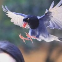 台灣藍鵲護雛鳥　文大學生被「巴頭」