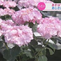 日本母親節新流行 不送康乃馨改送繽紛繡球花