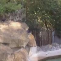 台灣藍鵲懂泡湯 露天溫泉池當自家後花園