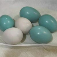 「蒂芬尼綠」鳥蛋po網 專家:是八哥鳥蛋
