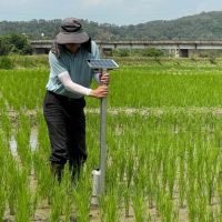 水稻智慧間歇灌溉兼具智能　省工與節水穩產