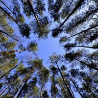 種樹救地球 英國將擴大林地對抗氣候變遷