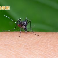 新增1例日本腦炎　疾管署：加強防蚊並攜幼兒接種疫苗
