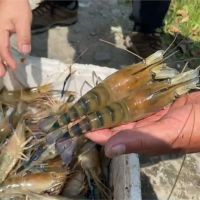 屏東泰國蝦大滯銷 澎湖海鮮生意差影響漁民