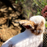 【桃園八德】休閒農場 | 兔兔餵食趣 | 角樂園農場