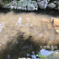 【桃園八德】休閒農場 | 瀑布石鯨魚 | 角樂園農場