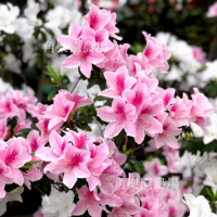 【桃園八德】休閒農場 | 杜鵑花 | 角樂園農場