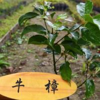 原生植物多元利用　嘉林管處推出5新品販售