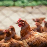 中國發現首起人感染H10N3禽流感病例