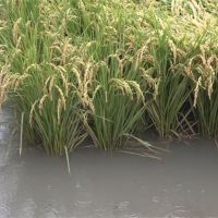 鋒面連日大雨傳農損不斷　稻田倒伏、菜園泡水