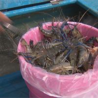 自救！　水產業向釣蝦場收購泰國蝦　銷售創雙贏