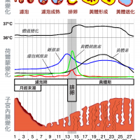 避孕藥有助於「調節月經週期」?揭開5個關於經期迷思,背後的真相?