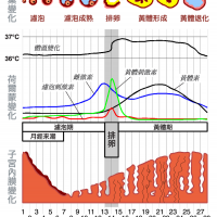 避孕藥有助於「調節月經週期」？揭開5個關於經期迷思，背後的真相？