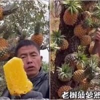 中國廣告秀下限！鳳梨直接黏樹上喊多汁