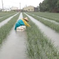 豪雨成災！彰化上千公頃良田淹水　水稻蔬果傳災情