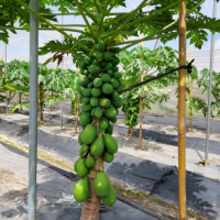 台灣木瓜種子外銷全球第一 新品種登場更耐儲運