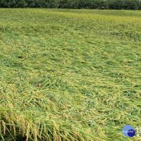 受連日豪雨影響　農糧署啟動災害稻穀收購