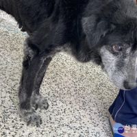 機車遛狗造成犬隻傷亡　北市動保處：最高可處2年以下有期徒刑