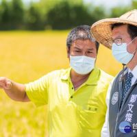 節水調度計畫克服艱困水情　桃三灌區一期稻作7月中收成