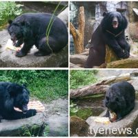 【有片】北市動物園製「國旗冰」熊熊黑皮透心涼