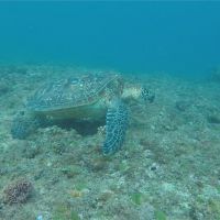 破紀錄805隻 小琉球被海龜包圍
