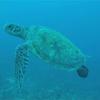 甩漏油陰霾! 805隻海龜包圍小琉球創紀錄