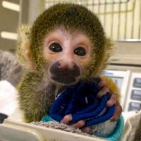 北市動物園黑冠松鼠猴再添一員 新生寶寶模樣呆萌