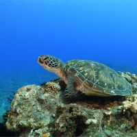 影／小琉球海龜自行解封　空拍「單日805隻」破紀錄