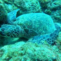 小琉球海龜數量暴增！海巡署曝2原因
