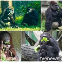 【有片】北市動物園打造專屬食譜 巨猿開心營養滿分