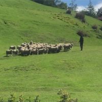 3百人搶看清境綿羊秀 三大農場週末近滿房