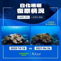 小琉球珊瑚告急 綠色和平發布紀錄片籲設保護區 (影音)