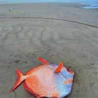 全球暖化悲歌？熱帶「月魚」擱淺北美沙灘