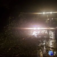 烟花颱風來襲前豪雨路樹倒塌　龍潭警鋸樹交管