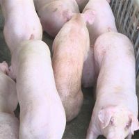 宅在家偏好「台灣豬」 供需失衡致豬價飆破紀錄