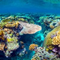 澳洲遊說成功 大堡礁暫不列入世界遺產瀕危名單