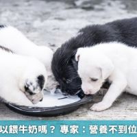 幼貓幼犬可以餵牛奶嗎？ 專家：營養不到位還難以消化