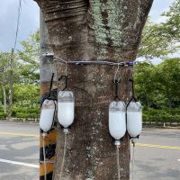 植物醫師出動！南投搶救老鳳凰木　5棵樹齡超過30年