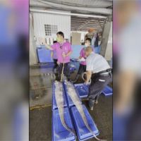地震頻傳引聯想 台東漁民捕獲3地震魚