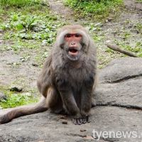 【有片】台灣獼猴「榮哥」高齡26歲離世 留下快樂回憶