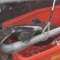 澎湖漁民捕獲超大龍膽石斑 估海中成長逾30年