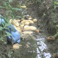 中南部大雨農損逾1.8億 農委會將公告救助簡化認定