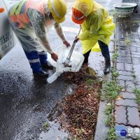 雨後大清消　南市總動員清除46.1公噸廢棄物