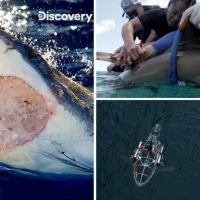 「戰痘醫師」下海幫鯊魚擠痘痘？Discovery《鯊魚週》 揭開鯊與鯊的連結秘密